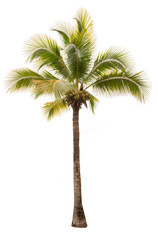 The beautiful of coconut tree and branches isolated on white background with clipping path, tropical tree for decorations and advertisements