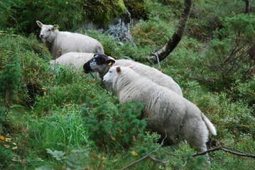 Sheeps