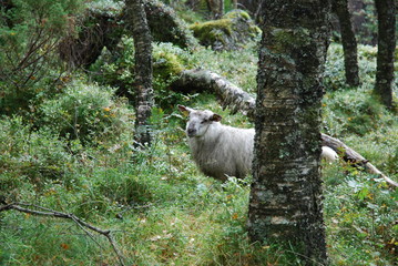 Sheep