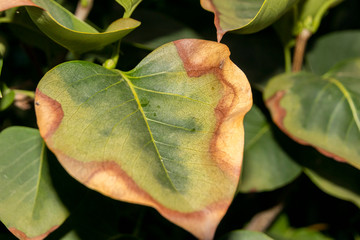 Leaf scorch of a cultivar common lilac (Syringa vulgaris L.) in the autumn garden