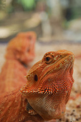 reptil animal of small exotic pet