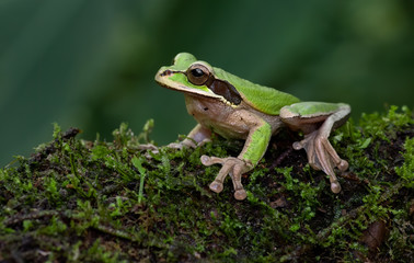 Obraz premium Tree frog in Costa Rica 