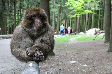 Berber Monkey in Affenberg Salem, Germany