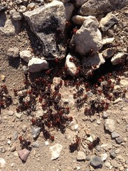Red Ant Nest in the Desert