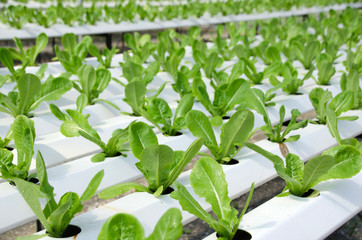 Hydroponic lettuces in hydroponic pipe. Hydroponic vegetable farm.