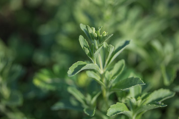 Close up of the leaves of a stevia plant.