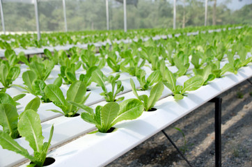 Hydroponic lettuces in hydroponic pipe. Hydroponic vegetable farm.