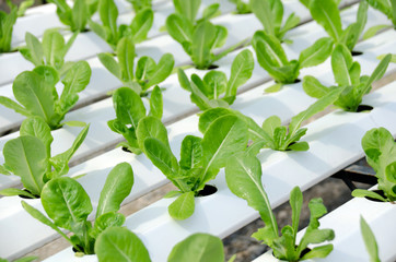 Hydroponic lettuces in hydroponic pipe. Hydroponic vegetable farm.