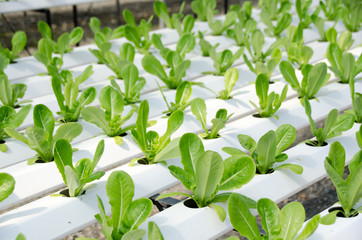 Hydroponic lettuces in hydroponic pipe. Hydroponic vegetable farm.
