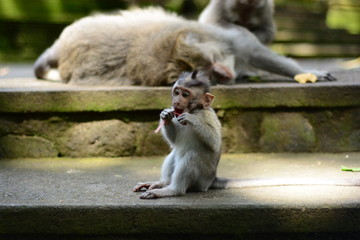 Baby Monkey at Sacred Monkey Forest Ubud, Bali