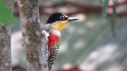 bird on a branch