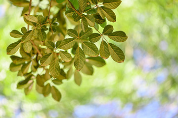 close up green leaves on blurred nature green bokeh for background