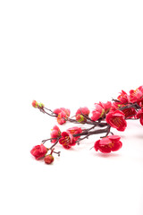 Fototapeta na wymiar blossoming cherry with bright pink