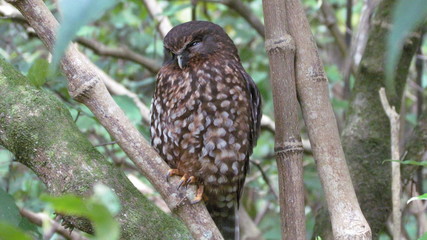 Morpork (Ninox novaeseelandiae) winking, Kapiti Island, New Zealand