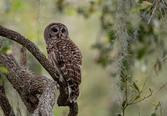 Barred owl and spanish moss