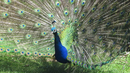 Obraz premium A peacock (Pavo cristatus) displaying at the campsite near Wharariki Beach, New Zealand