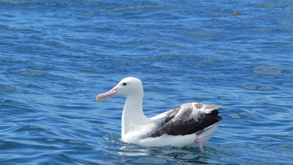Fototapeta na wymiar Southern royal albatross (Diomedea epomophora) floating, Kaikoura, New Zealand, South Island