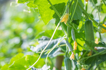 Fresh cucumbers growing in the garden.Organic vegetable farm.