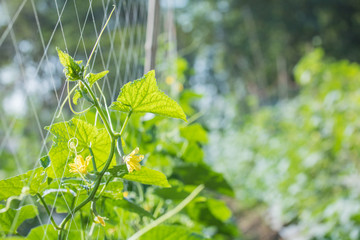 Fresh cucumbers growing in the garden.Organic vegetable farm.