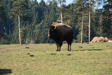 Bison - Buffalo
