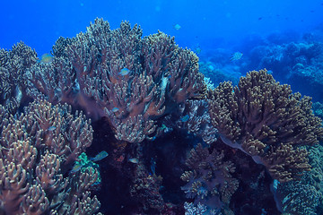 Naklejka na ściany i meble underwater sponge marine life / coral reef underwater scene abstract ocean landscape with sponge