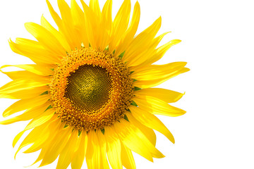 Beautiful sunflower isolated on white