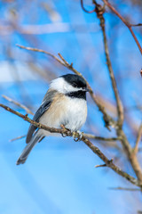 Closeup portrait of a Black-capped Chickadee (Poecile atricapillus) perched on a branch. 
