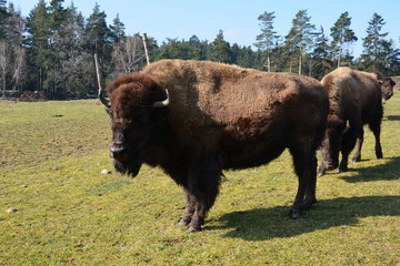 Bison - Buffalo