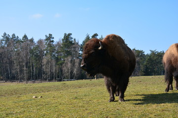 Bison - Buffalo