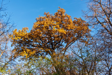 Autumn yellow leaf on tree