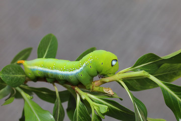 Close up green worm or Daphnis neri worm on the stick tree in nature and enviroment