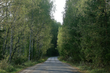 Naklejka premium summer park background / nature trees green leaves, abstract background summer view