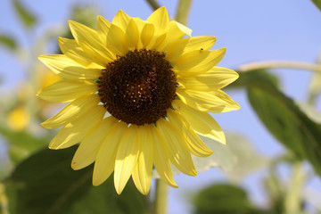 Sunflower blooming on the tree, sunflowers are cultivated for their edible seeds. which are an important source of oil for cooking.