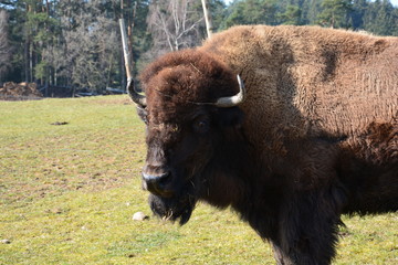 Bison - Buffalo (Head)
