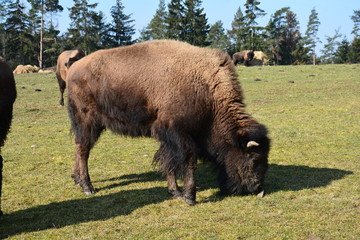 Bison - Buffalo