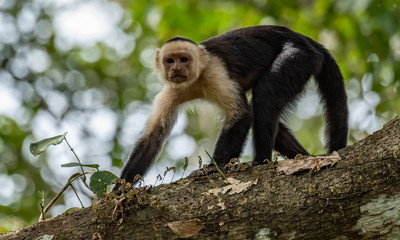 White faced Capuchin monkey in Costa Rica 