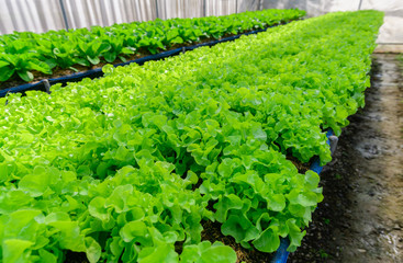 Green Oak Lettuce in organic farm at Lop buri, THAILAND,