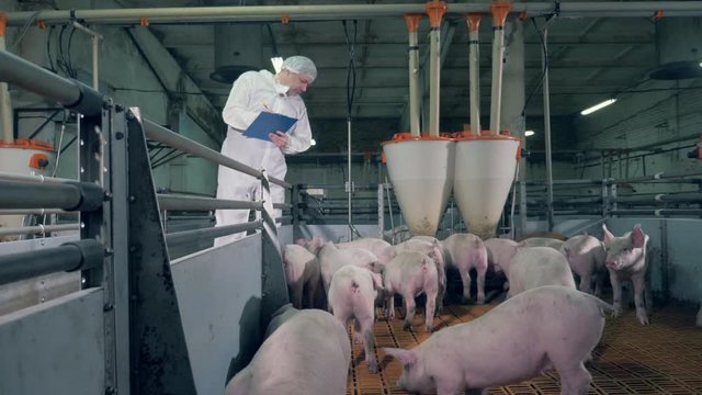 veterinarian, piggery worker is observing a yard with young pigs