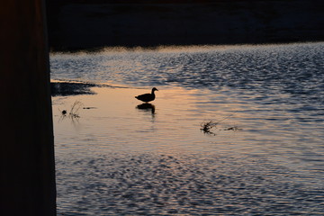 Ducks