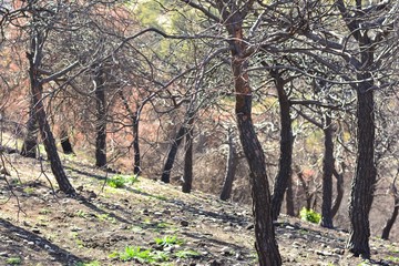 Fototapeta premium Arboles quemados después de un incendio
