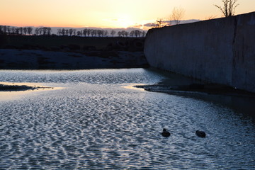 Ducks