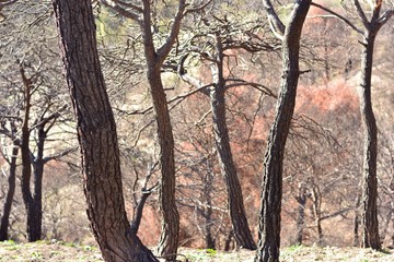 Arboles quemados después de un incendio