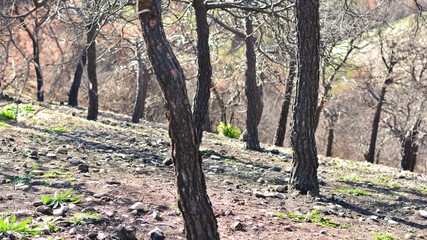 Arboles quemados despu&eacute;s de un incendio