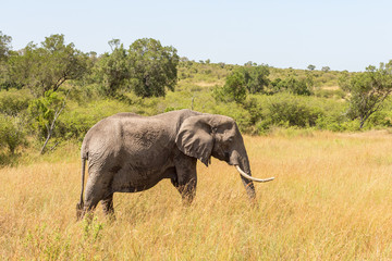 Fototapeta premium Big African Elephant walking in the savanna