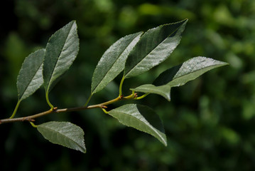 Cherry branch with green leaves on a sunny day.