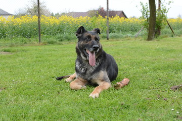 German Shepherd Dog