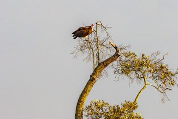 Lappet faced vulture sits in a treetop and looking up to the sky