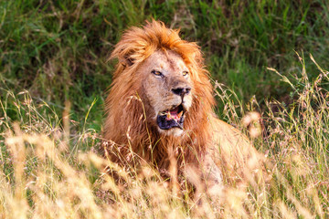 Male lion in high grass in the bush