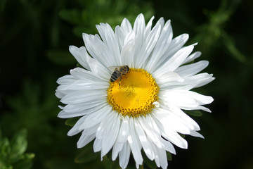 Fototapeta premium A bee collects honey from a white daisy flower. Selective focus