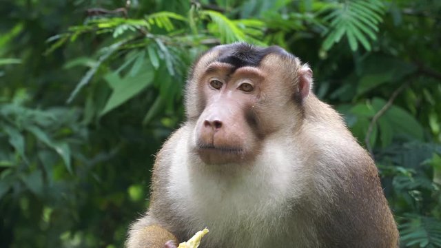 southern pig tailed macaque is eating banana